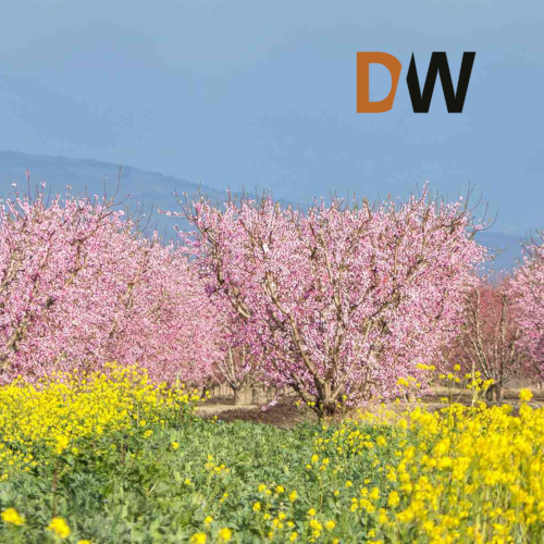 Fresno County Divorce